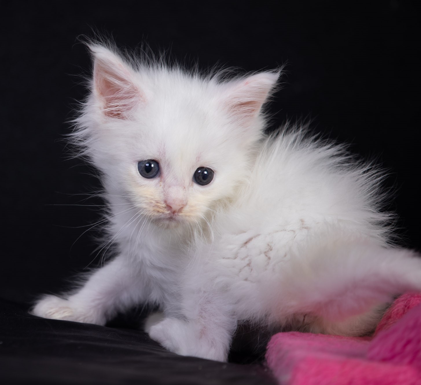 Filhote maine coon